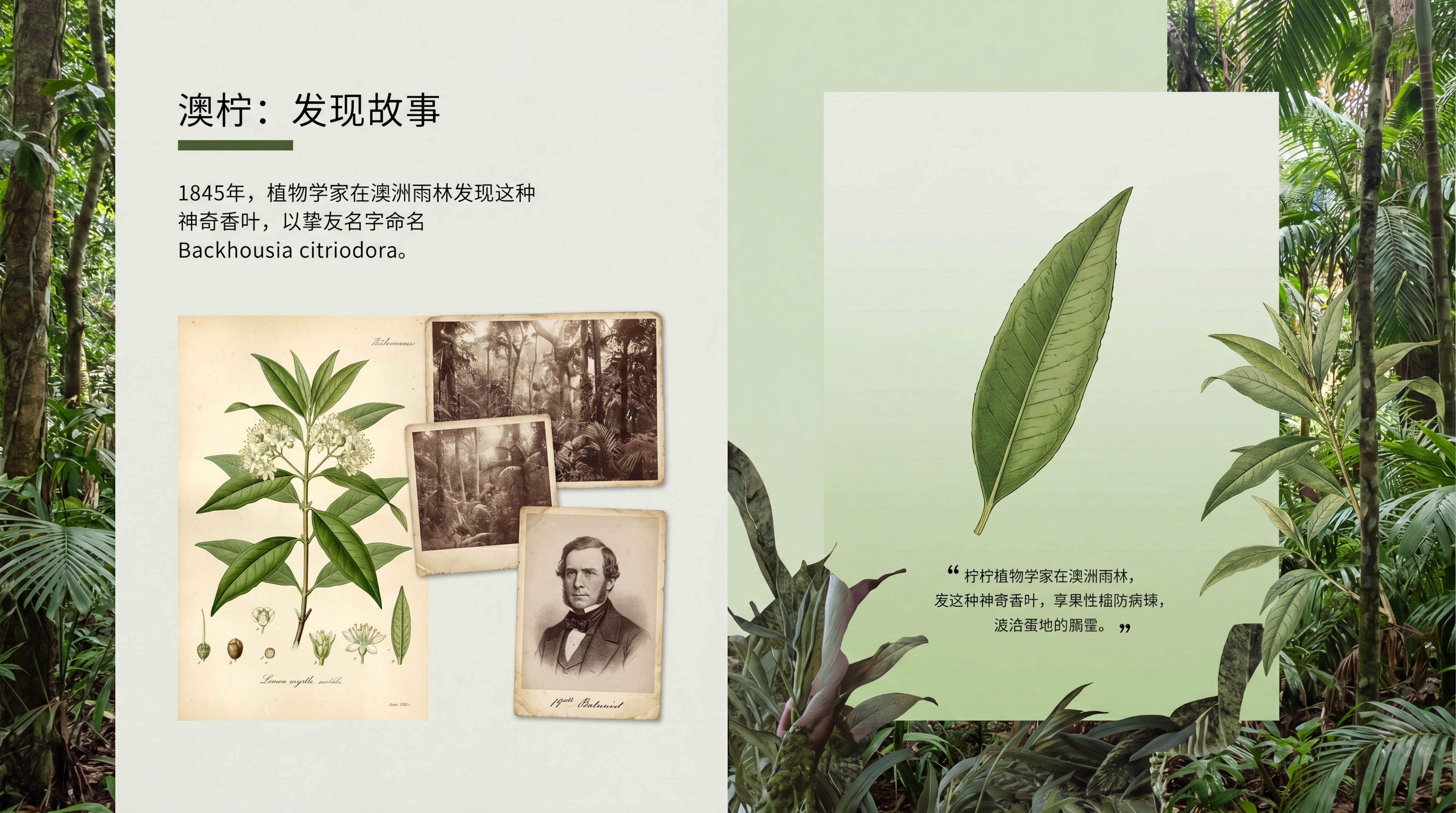 澳柠品牌画册，柠檬香桃叶发现故事页，内容：1845年植物学家在… - 图片创意预览