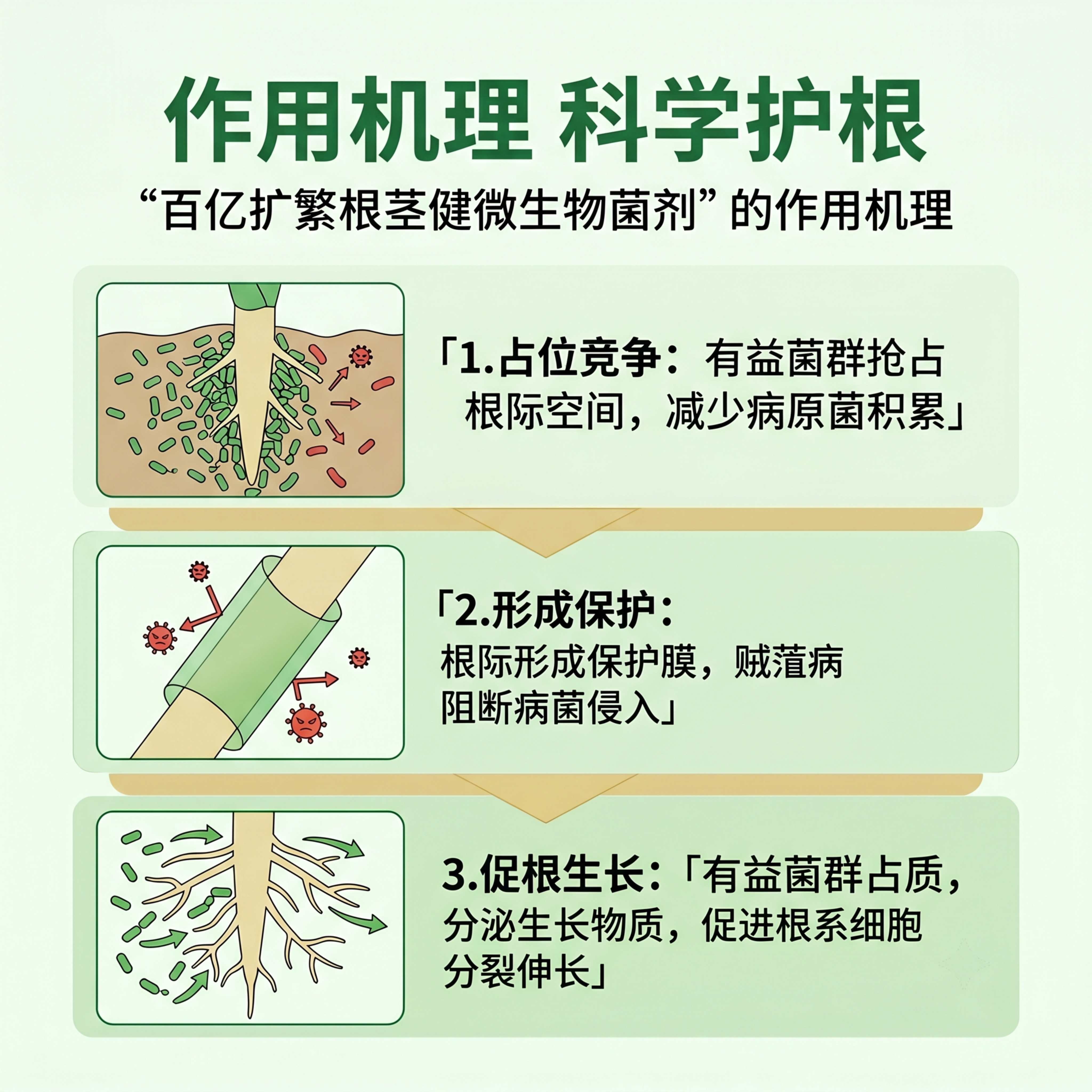 [第4屏] 作用机理解析页，讲解百亿扩繁根茎健微生物菌剂的工作… - 图片创意预览