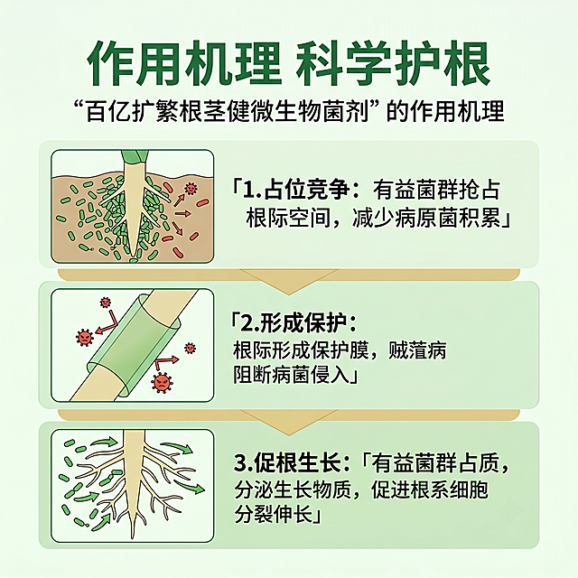[第4屏] 作用机理解析页，讲解百亿扩繁根茎健微生物菌剂的工作原理。
[氛围/风格] 专业科普风，清晰图文分解，逻辑清楚，专业性强。
[元素布局] 顶部主标题，中部三层结构图示，从上到下依次展示：有益菌群占位 → 形成保护膜 → 促进根系生长三个步骤，每个步骤配示意图和文字说明，图示采用绿色简约扁平风格。
[光影质感] 均匀柔光，图示清晰，文字锐利，层次分明。
[配色色系] 全局底色 #F0F9F0，主色绿色，辅助色浅金色，示意图浅绿色填充。
[视角构图] 从上到下递进排版，每段图文对应一个作用环节，逻辑清晰。
[文字版式] 主标题「作用机理 科学护根」，三个环节分别标注：「1.占位竞争：有益菌群抢占根际空间，减少病原菌积累」，「2.形成保护：根际形成保护膜，阻断病菌侵入」，「3.促根生长：分泌生长物质，促进根系细胞分裂伸长」，每段文字配对应示意图，排版清晰移动端可读。
[比例分辨率] 1:1 方图，4K分辨率，文字清晰可辨，高清画质。
[负向提示词] 图示混乱，文字重叠，文字过小，配色怪异，逻辑不清