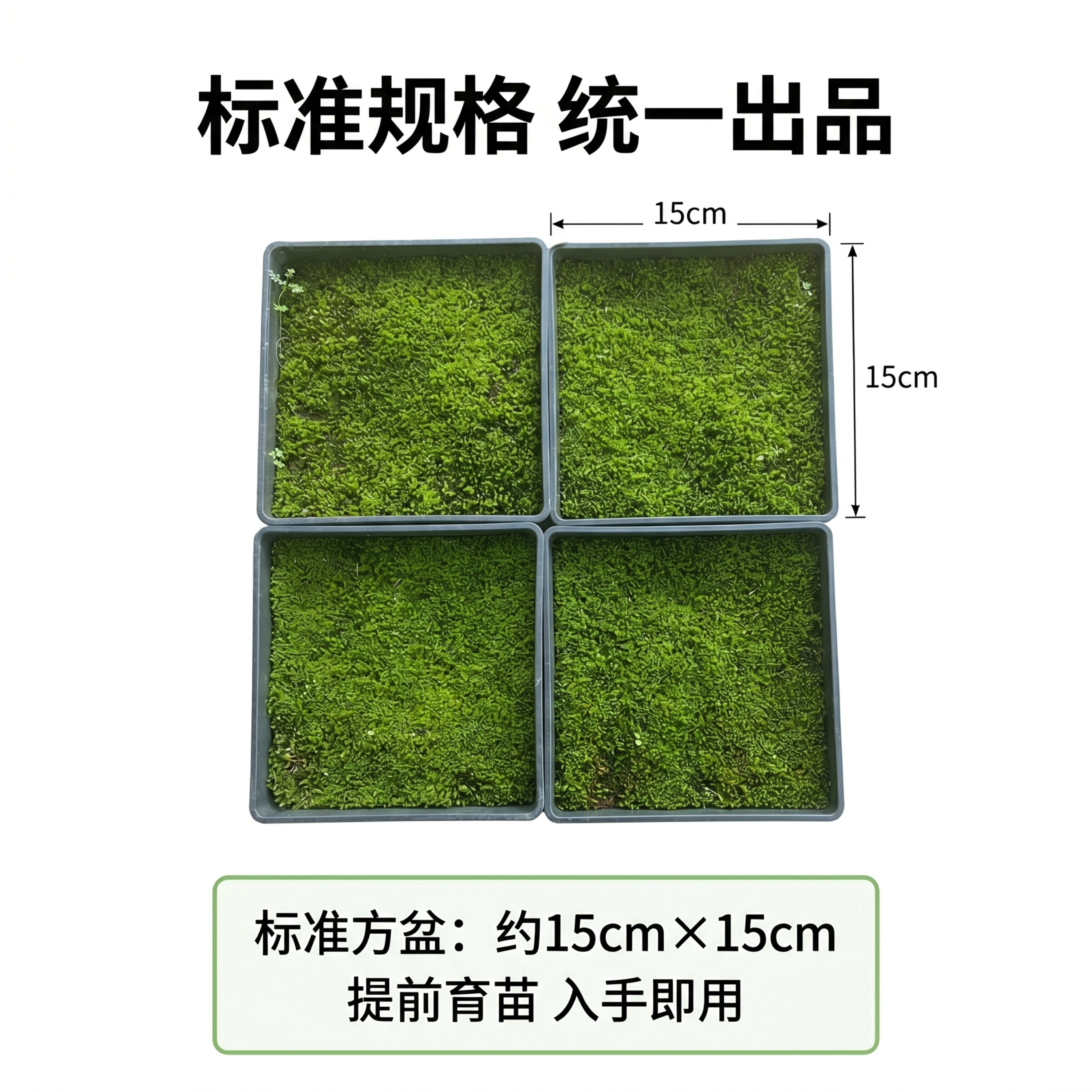 [第6屏] 规格展示屏，清晰展示东亚砂藓标准方盆规格信息。本屏… - 图片创意预览