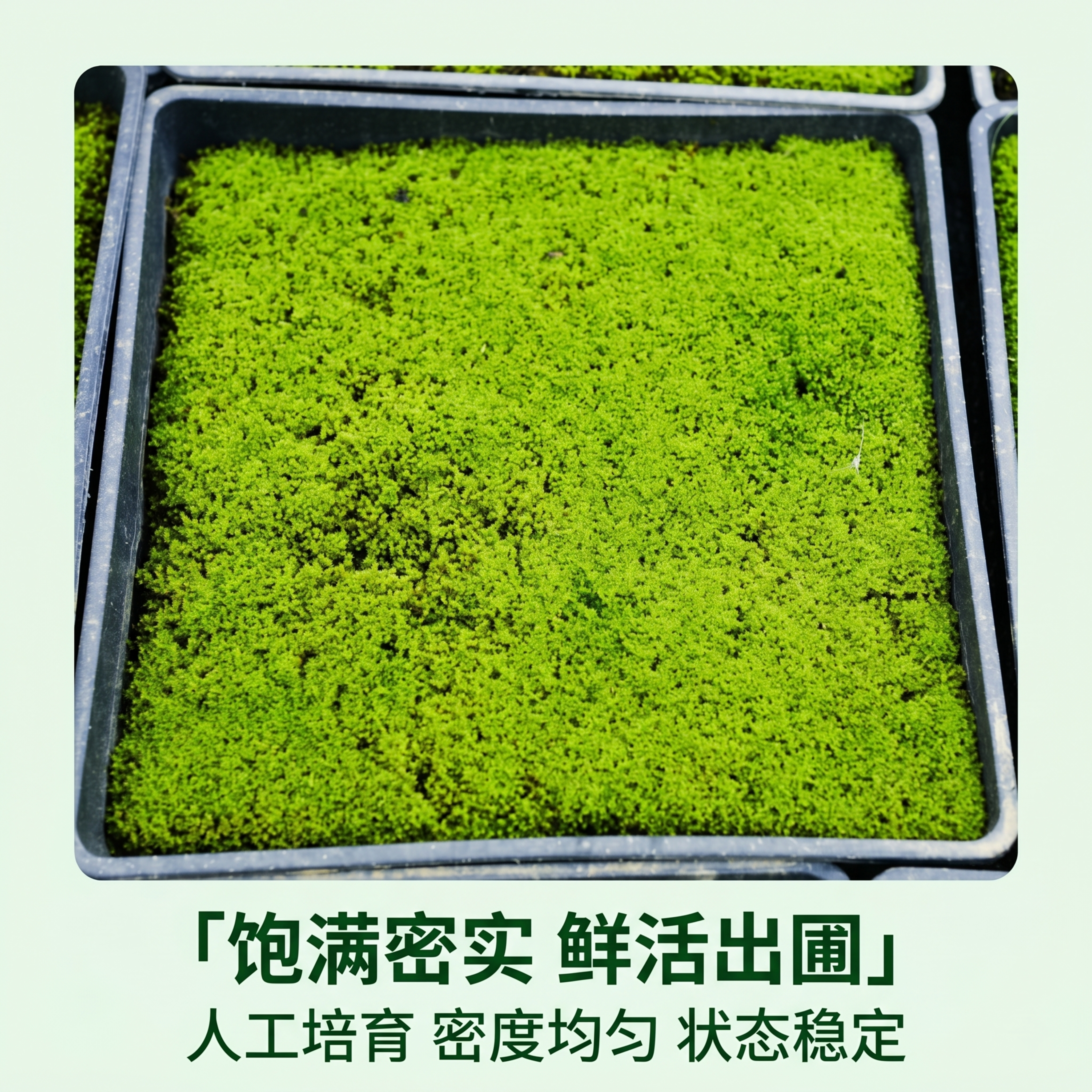 [第3屏] 细节展示屏，展示东亚砂藓饱满鲜活的产品细节。本屏使… - 图片创意预览