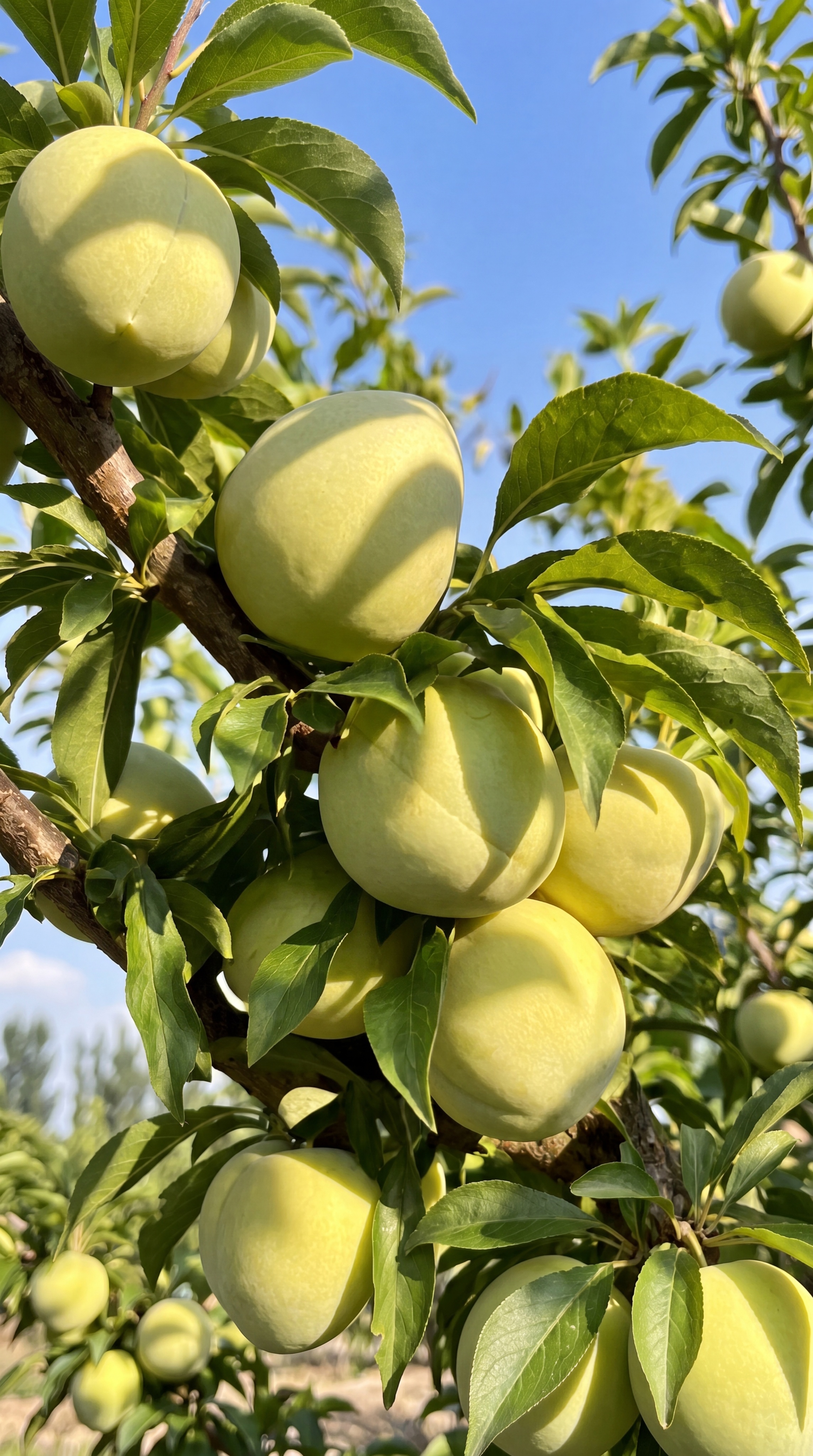 修改这张油奈果树图片，改变阳光照射角度，让光影从另一个方向照射… - 图片创意预览