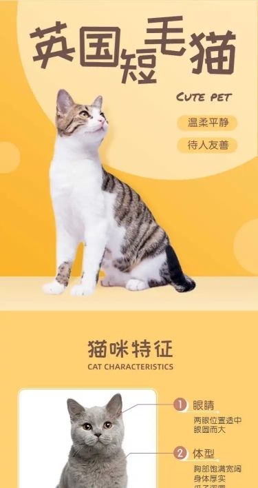 宠物猫咪售卖详情页