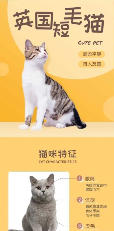 宠物猫咪售卖详情页
