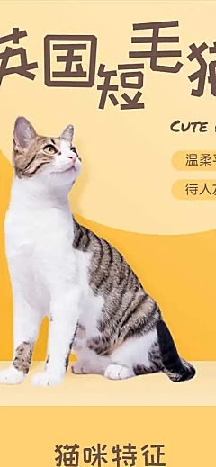 宠物猫咪售卖详情页