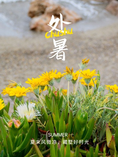 节气处暑晒照晒花简约风plog模板