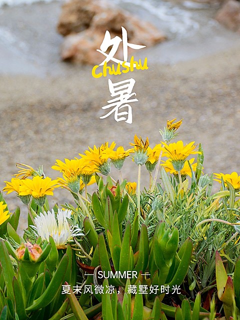 节气处暑晒照晒花简约风plog模板
