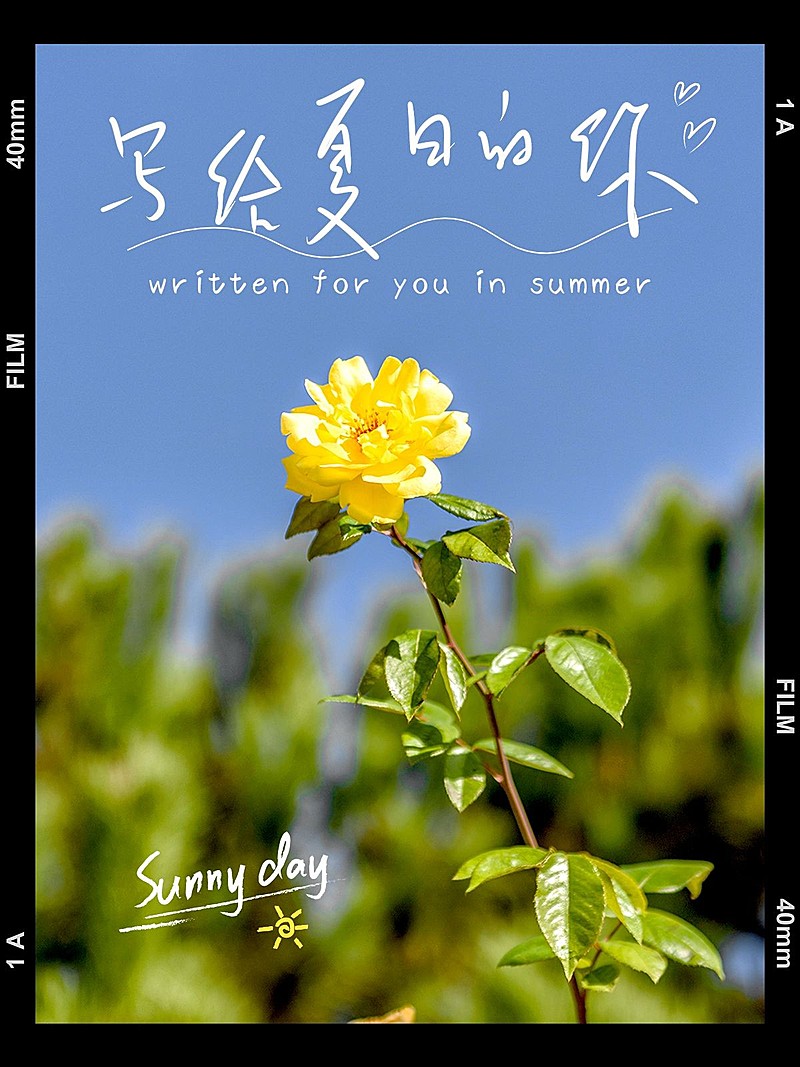 夏天风景晒照通用简约风plog模板