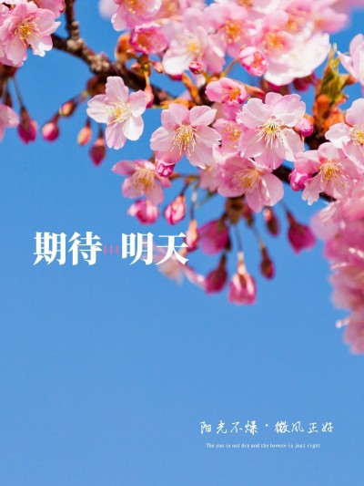 天空/云朵晒花风景简约风plog模板1