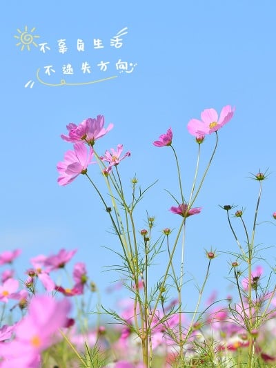 天空云朵风景照文艺风plog模板