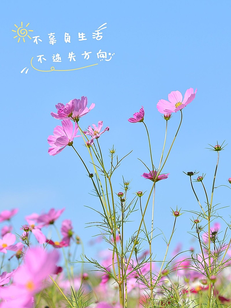 天空云朵风景照文艺风plog模板