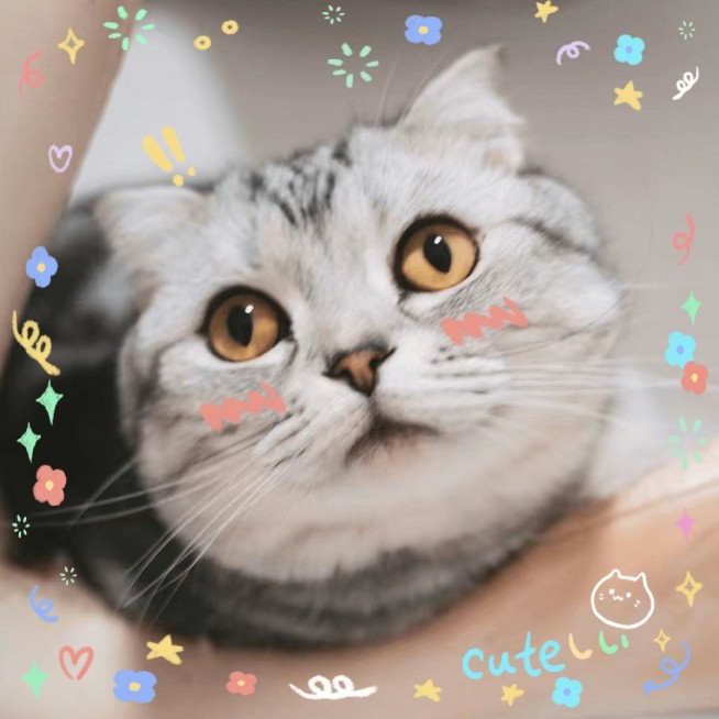 萌宠晒照宠物猫猫晒图模板1预览效果