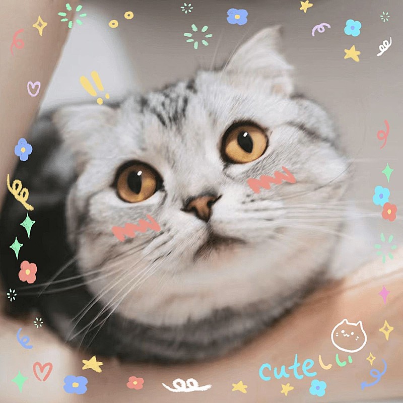 萌宠晒照宠物猫猫晒图模板1