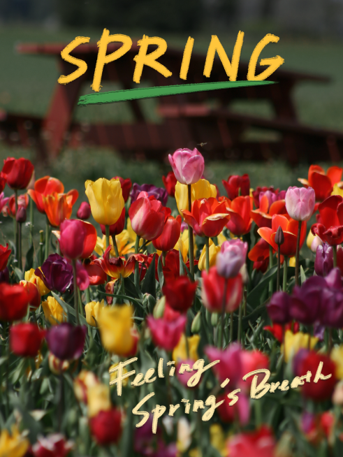 春天花朵风景踏青文艺风plog模板预览效果