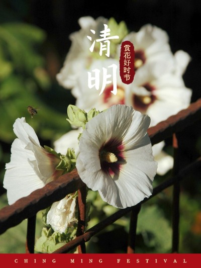 清明晒图祝福花朵plog模板