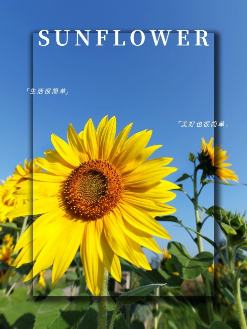 晒花字幕生活分享简约风plog模板预览效果