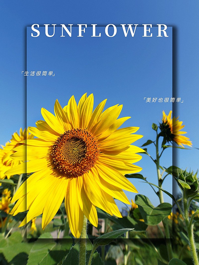 晒花字幕生活分享简约风plog模板