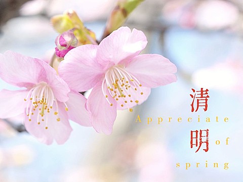 春节晒图春节祝福新年祝福立春桃花plog模板