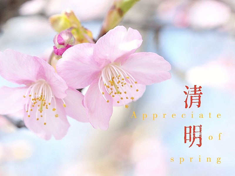 春节晒图春节祝福新年祝福立春桃花plog模板