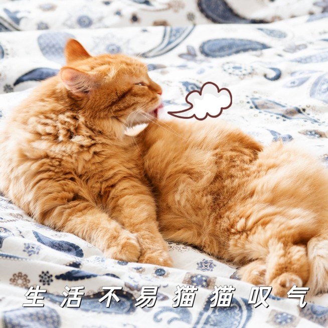 萌宠词卡萌宠晒照简约风plog模板预览效果