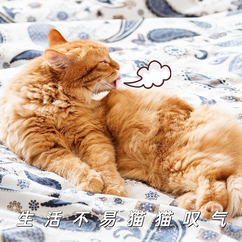 萌宠词卡萌宠晒照简约风plog模板