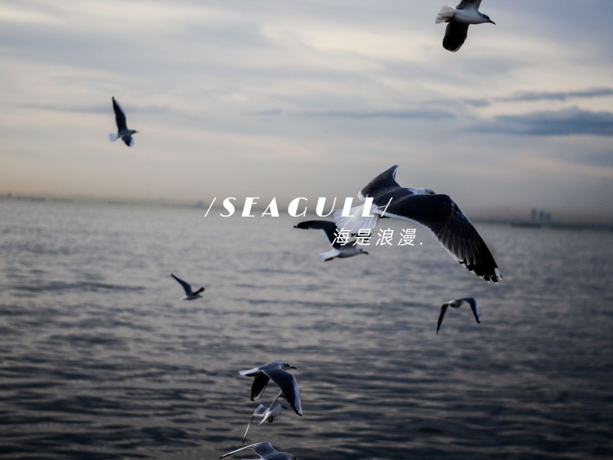 风景海鸥字幕简约风plog模板预览效果