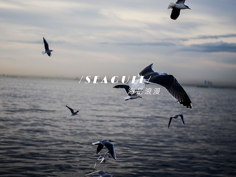 风景海鸥字幕简约风plog模板
