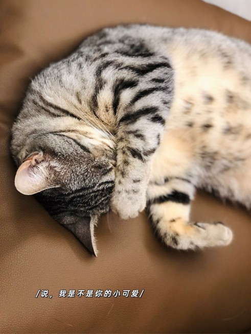 萌宠字幕萌宠晒照简约风plog模板预览效果