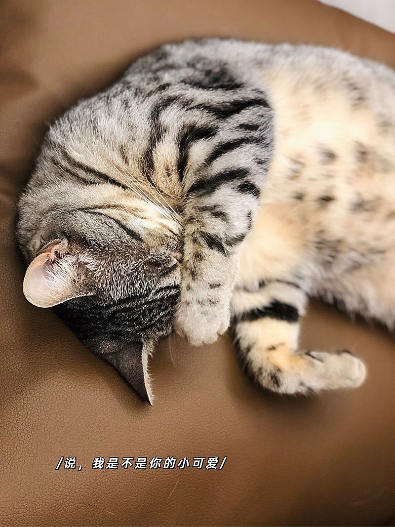 萌宠字幕萌宠晒照简约风plog模板