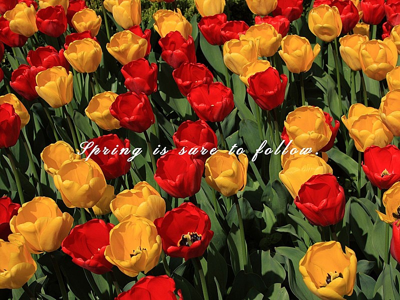 晒花字幕生活分享简约风plog模板