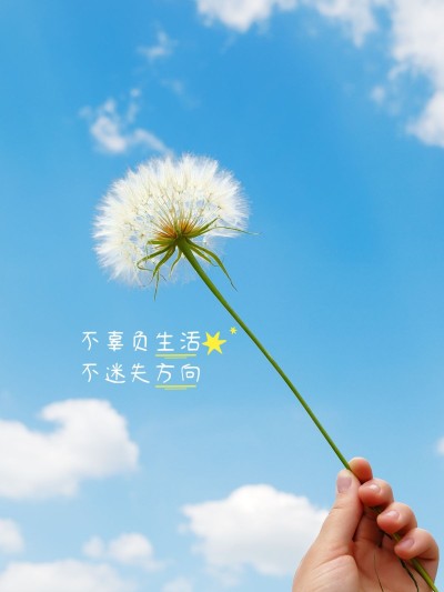 天空/云朵鲜花特写简约风plog模板
