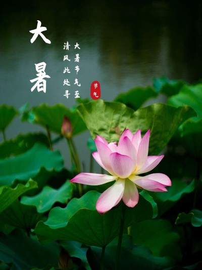 夏日节气大暑荷花简约风plog模板