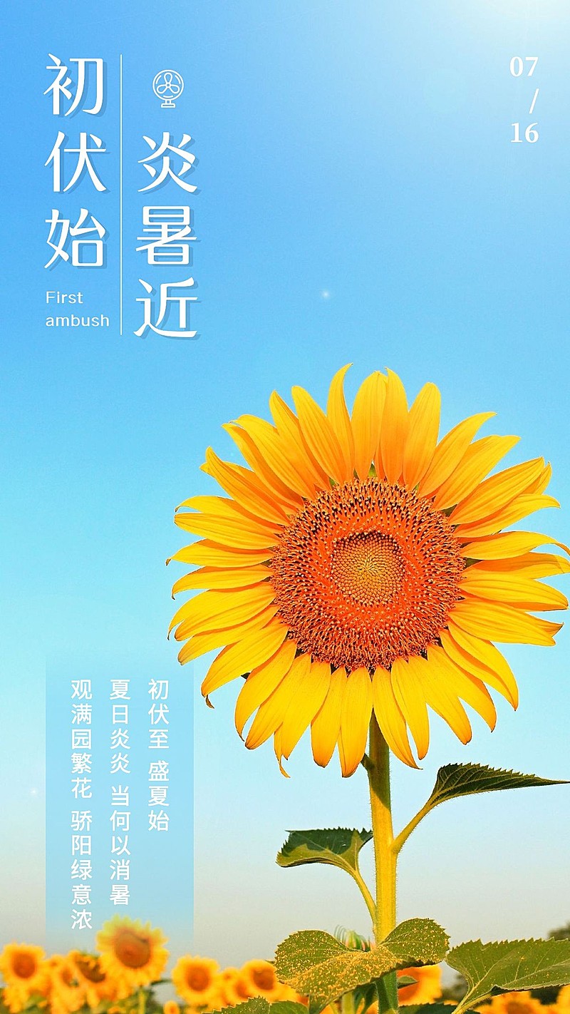 初伏实景风向日葵三伏天问候