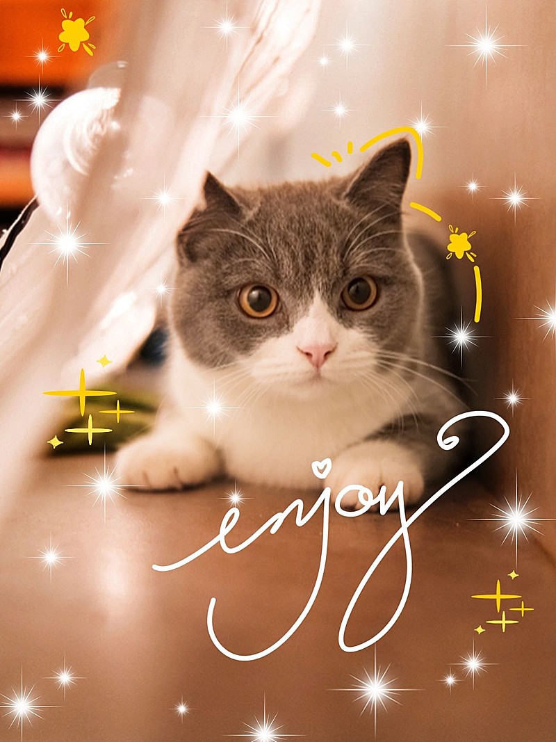 宠物萌宠晒照可爱风plog模板