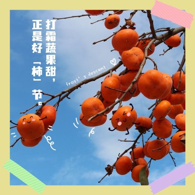 节气霜降晒风景边框可爱风plgo模板