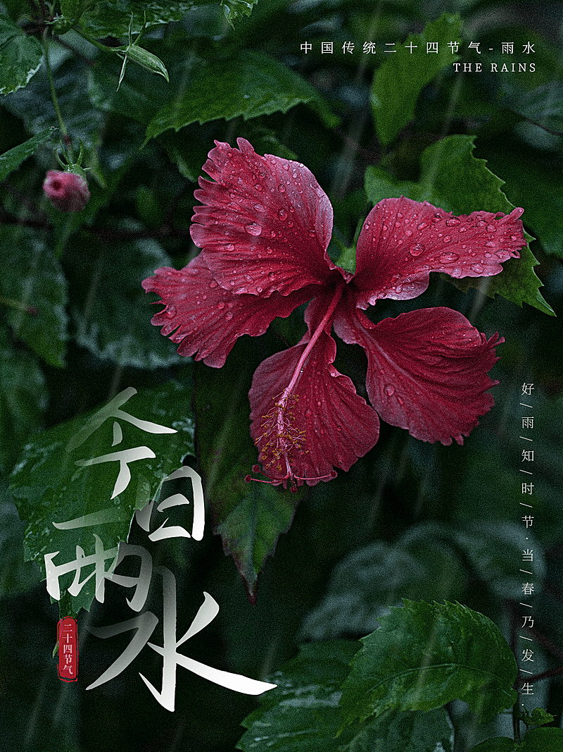 节气雨水节气祝福中国风plog模板