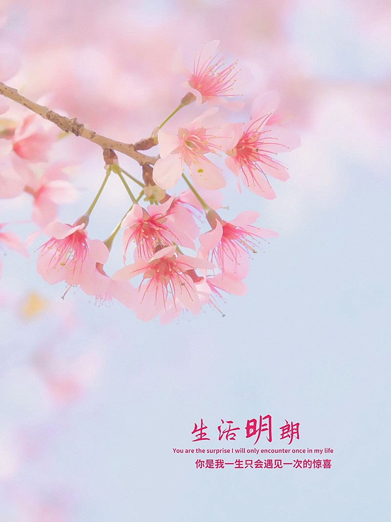 摄影排版风景照简约风plog模板