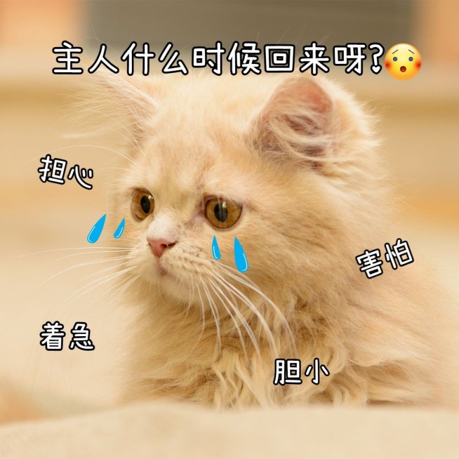 萌宠晒照日常简约风plog模板预览效果