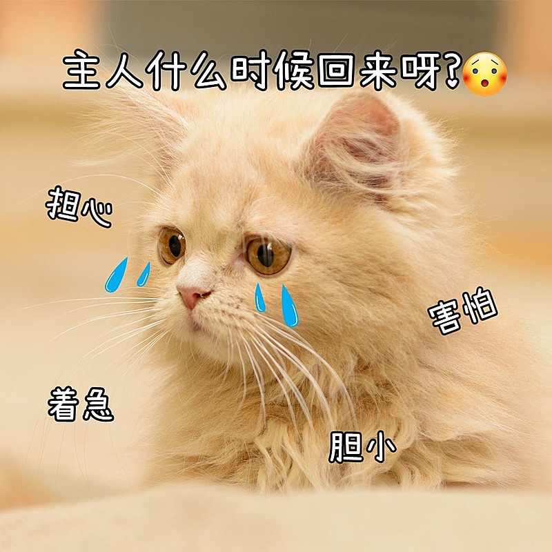 萌宠晒照日常简约风plog模板