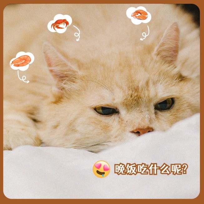 萌宠晒照日常通用可爱风plog模板预览效果