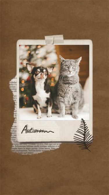 Cute Pet Dog and Cat Polaroid Photo Instagram Story Image