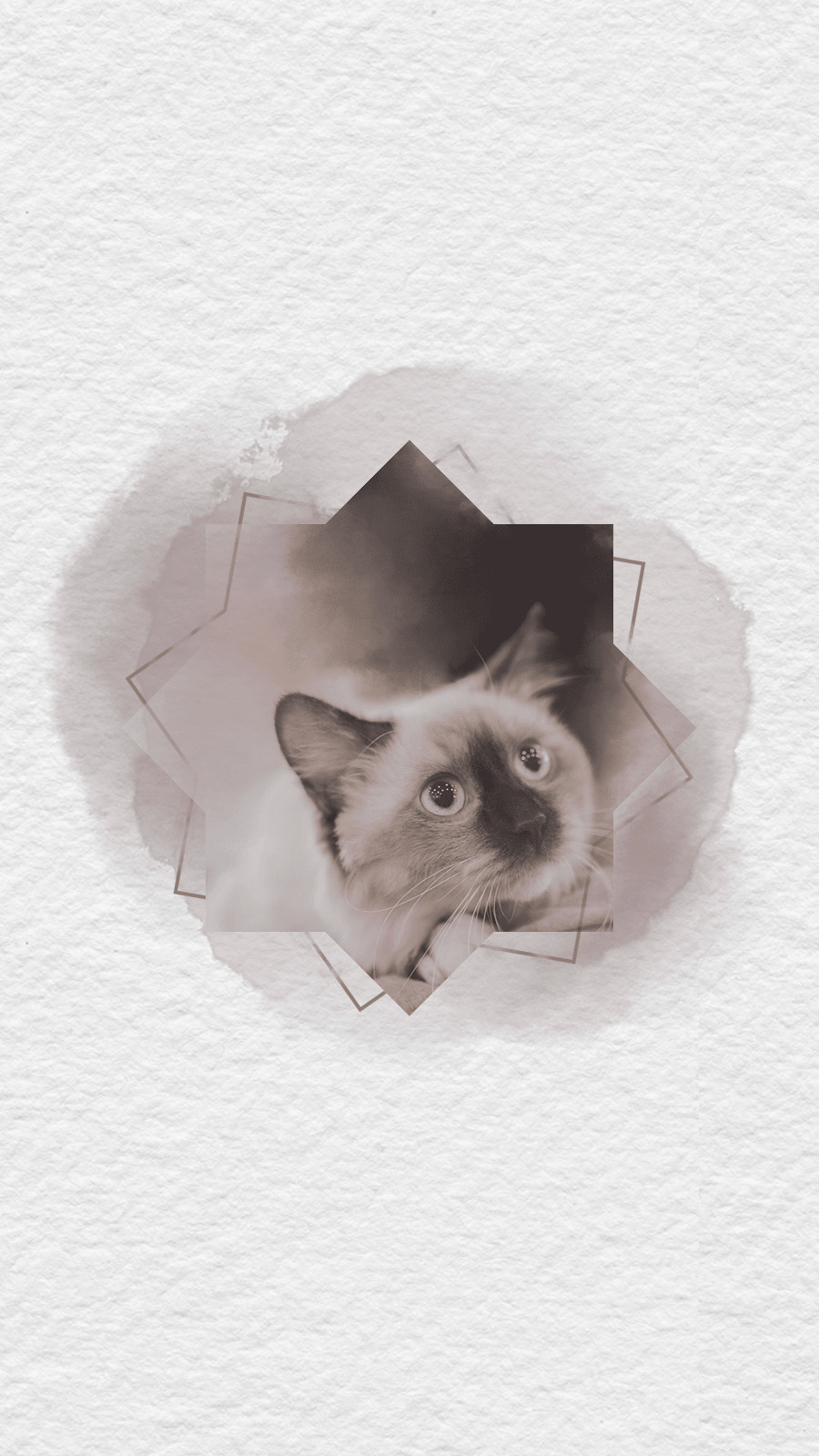 Paper Background Pets Photo Template Fashion Simple Style Instagram Highlight