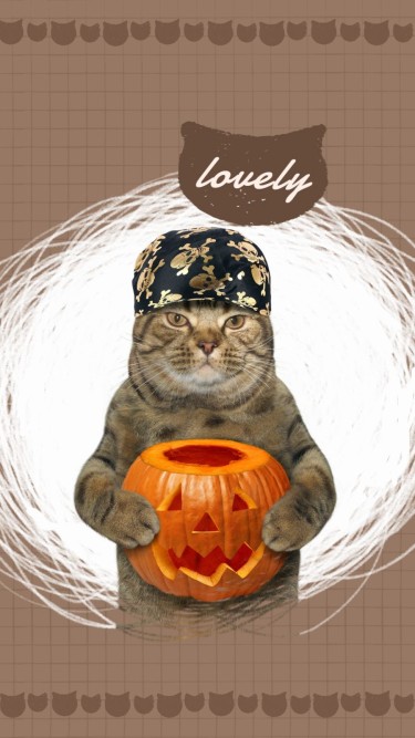 Literary Lovely Cat Display Instagram Story