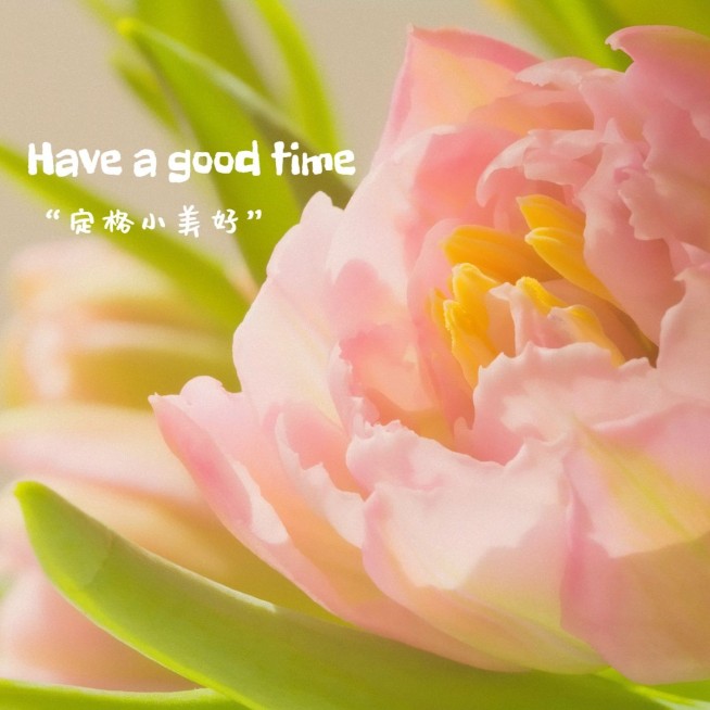 日常生活分享晒花简约风plog模板预览效果