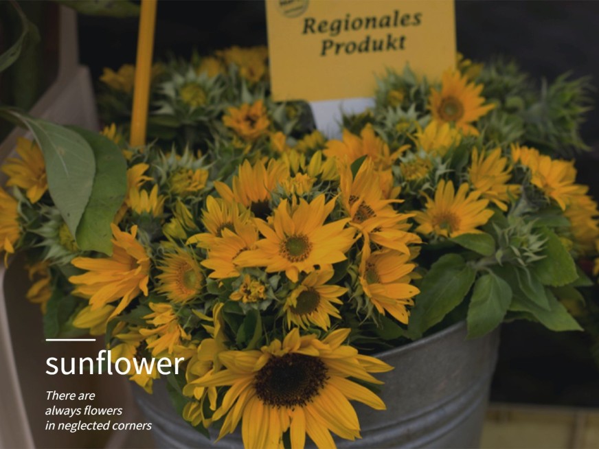 日常晒物词卡向日葵鲜花简约风plog模板预览效果