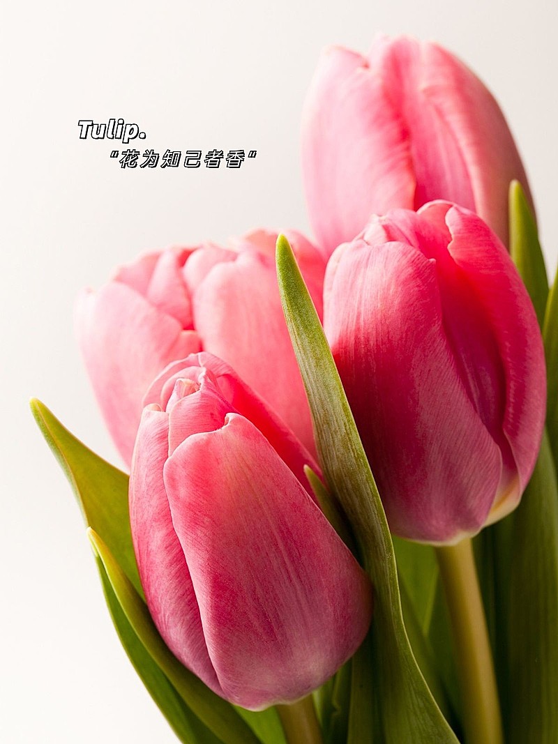 晒花字幕生活分享简约风plog模板