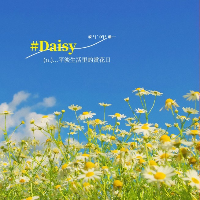 词卡晒日子风景雏菊简约风plog模板预览效果
