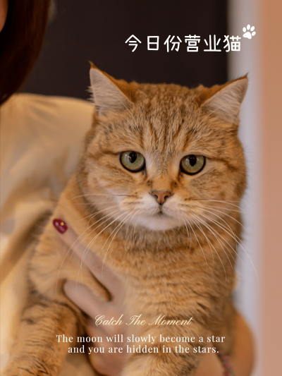 宅家晒猫撸猫萌宠晒照简约风plog模板