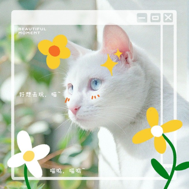 日常分享萌宠晒照可爱风plog模板预览效果