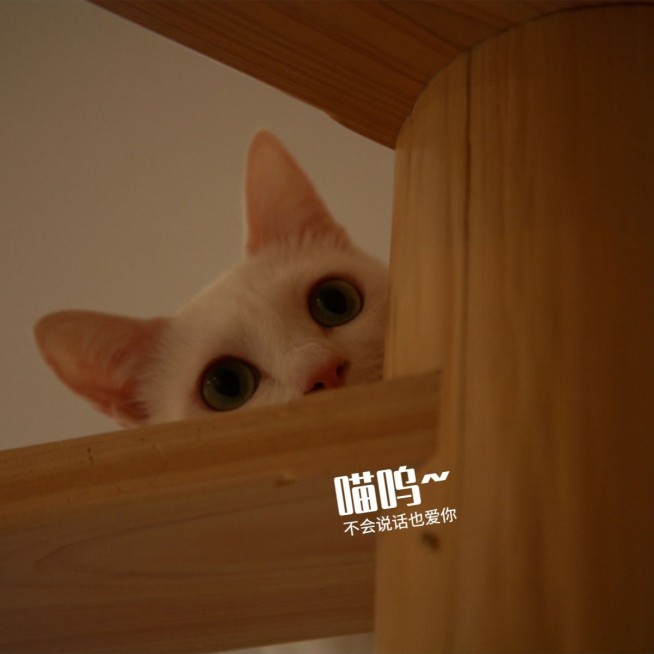 日常晒照词卡萌宠简约风plog模板预览效果